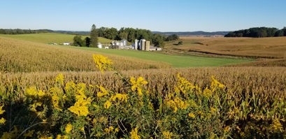 Wine - Fridinger Mill Rd